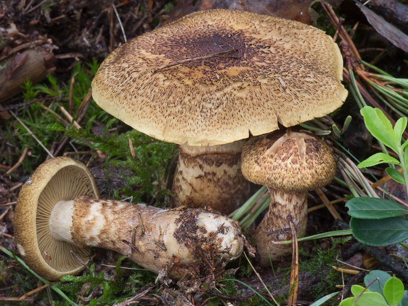 Cortinarius phrygianus